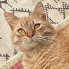 The house cat